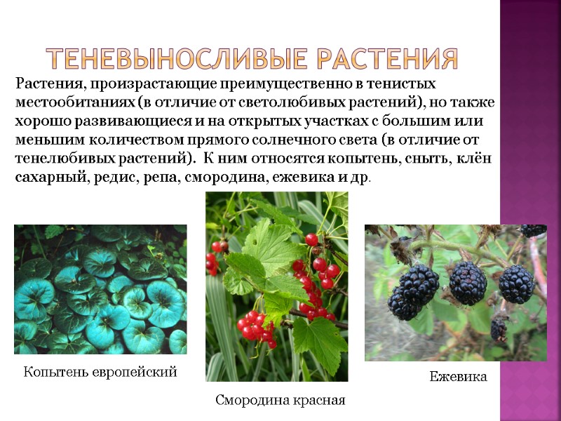 Теневыносливые растения Растения, произрастающие преимущественно в тенистых местообитаниях (в отличие от светолюбивых растений), но